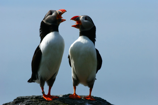 A pair of puffins comically sing to one another on a rocky cliff.