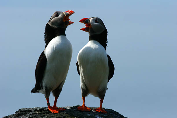 Duo de papagaios-do-mar - foto de acervo