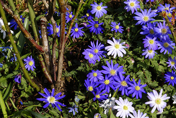 istock Anemones in a rose bed 172725730