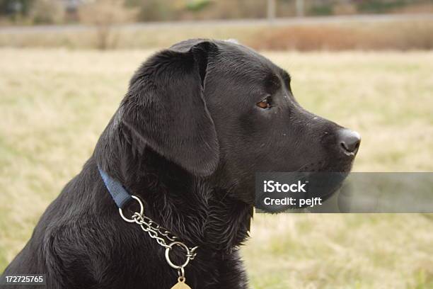 Foto de Cão De Perfil e mais fotos de stock de Animais Machos - Animais Machos, Animal, Animal de estimação