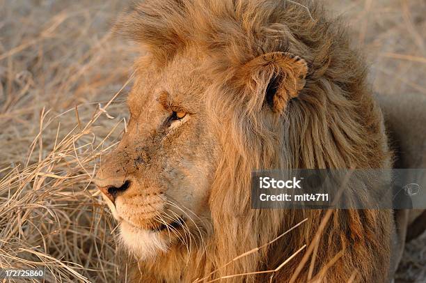 Leone Maschio - Fotografie stock e altre immagini di Africa - Africa, Animale, Cinque animali