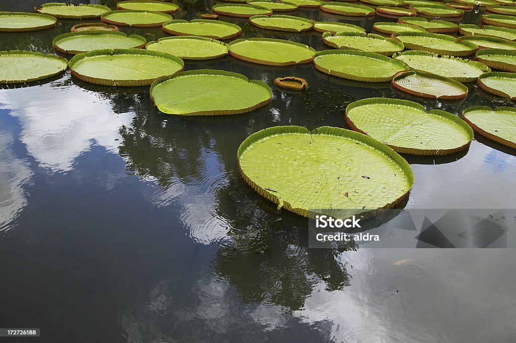 Amazonas-Seerose - Lizenzfrei Blatt - Pflanzenbestandteile Stock-Foto