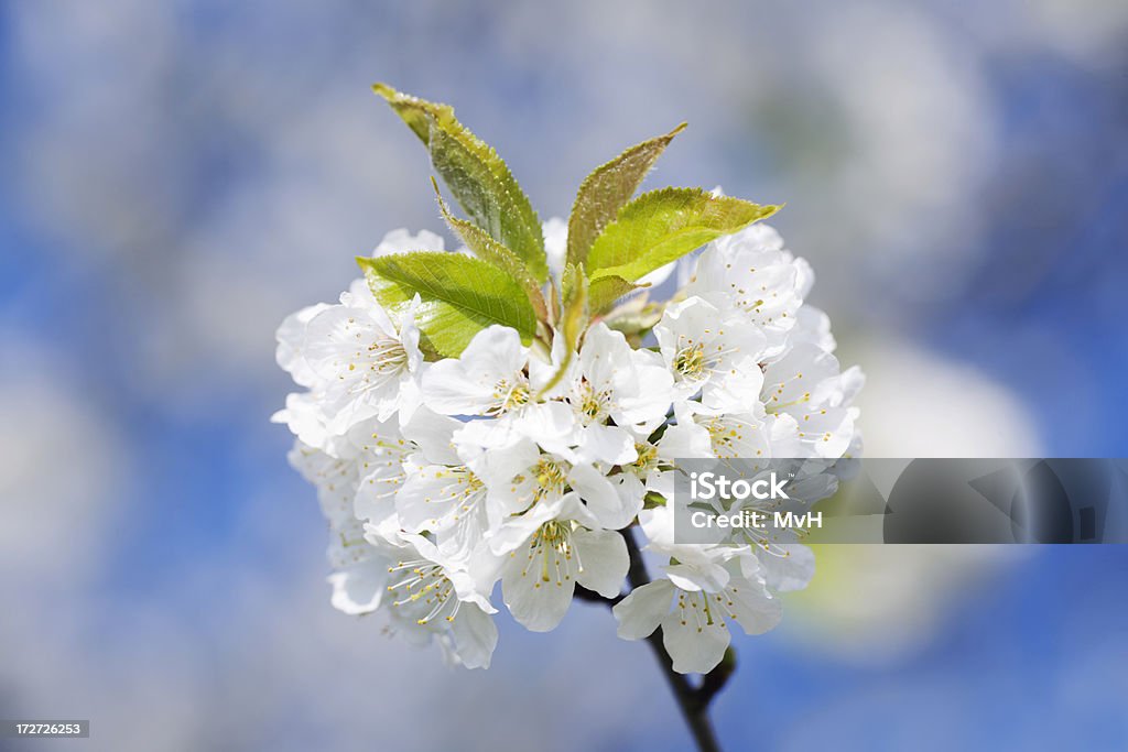 cherry blossom cherry tree in spring Blossom Stock Photo