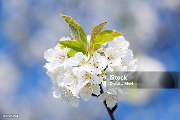 Cherry Blossom Stock Photo - Download Image Now - Blossom, Blue, Branch - Plant Part