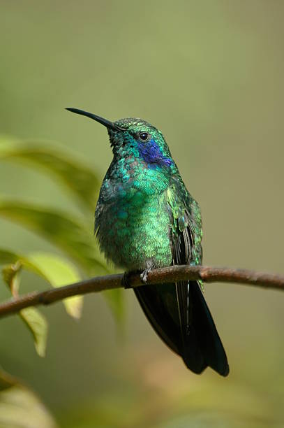 Hummingbird de descanso - foto de acervo