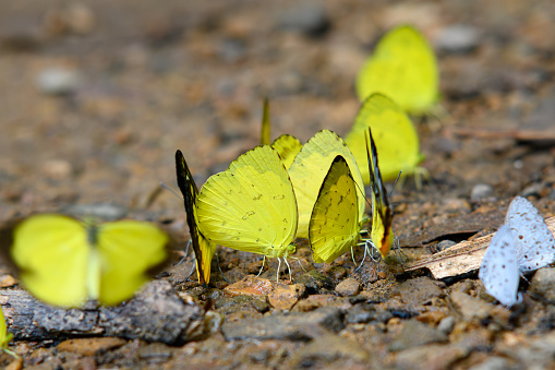 Beautiful yellow butterfly (Eurema hecabe) in Ban Krang Camp, Kaeng Krachan National Park in Thailand