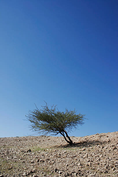 Lone Tree in the Desert stock photo