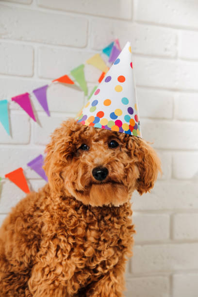 istock A small red poodle in a festive cap on a white background celebrates a birthday 1727268478