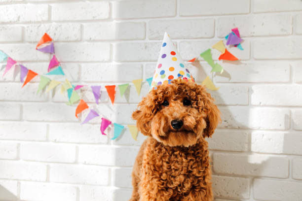 istock A small red poodle in a festive cap on a white background celebrates a birthday 1727268544
