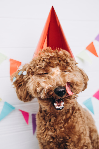 A small red poodle in a festive red cap on a white wooden background celebrates a birthday, licks his lips. Front view, close up