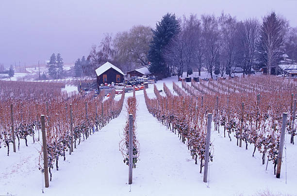 okanagan valley weingut winter landschaft ice wine - okanagan penticton lake okanagan lake stock-fotos und bilder