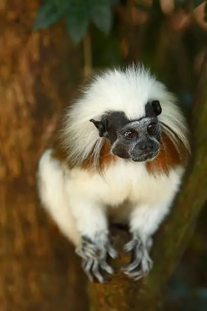 closeup of a cute little cotton top tamarin monkey