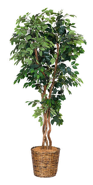 ficus artificial árbol-xxl - artificial tree fotografías e imágenes de stock