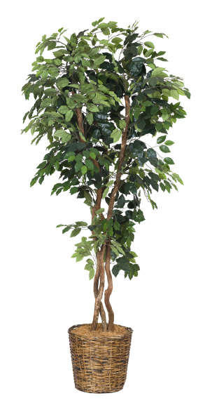 Full length artificial ficus tree in a basket. Isolated on white.Other interior furnishings and design elements: