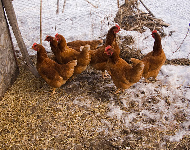winter chickens chickens in winter coop winter chicken coop stock pictures, royalty-free photos & images