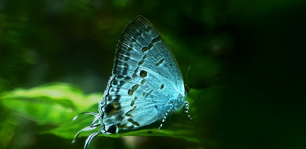 Blue morpho butterfly or morpho menelaus with tattered weathered wings on asphalt sidewalk