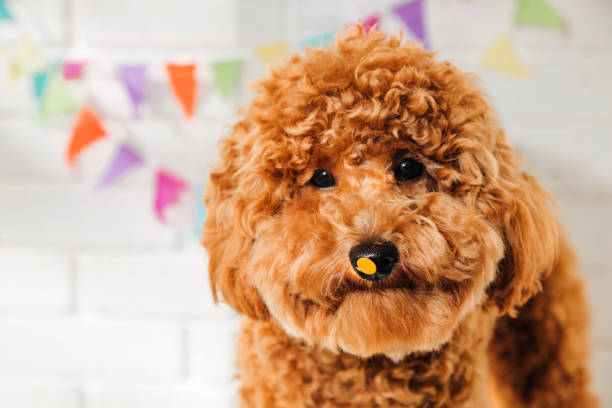 istock A small red poodle in a festive cap on a white background celebrates a birthday 1727272415