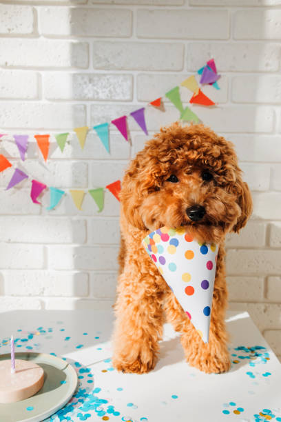istock A small red poodle in a festive cap on a white background celebrates a birthday 1727272417