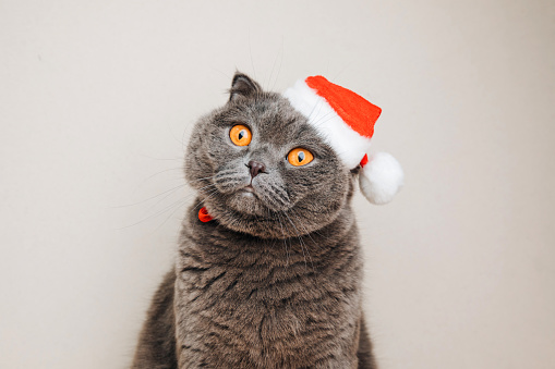 Gray shorthair cat in a Christmas cap on a light background. Christmas background with domanya animal. Front view