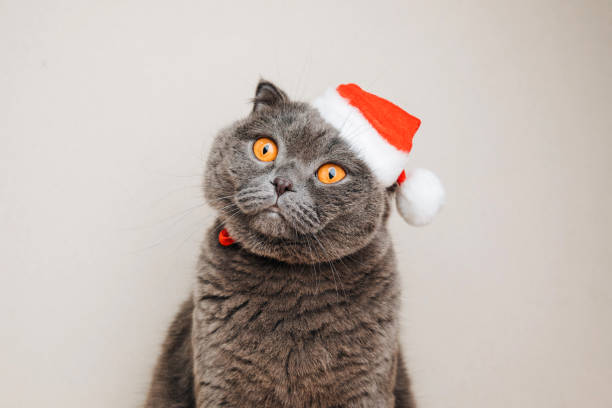 Gray shorthair cat in a Christmas cap on a light background. Christmas background with domanya animal stock photo