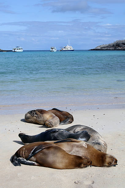 istock Galapagos Sea Lions Basking on Beach, Galapagos islands, Ecuador 172727395