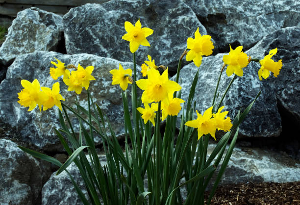 Amarelo Daffodils - fotografia de stock