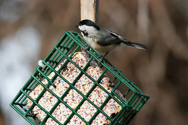 Photo of Black capped chickadee