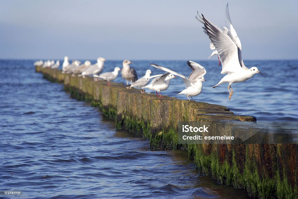 Troupeau de mouettes - Photo de Mouette libre de droits