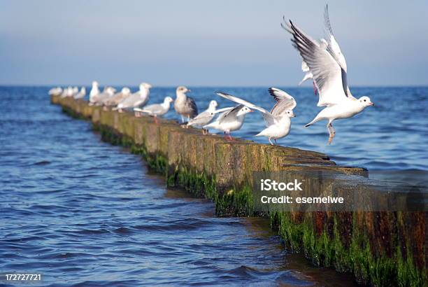 Photo libre de droit de Troupeau De Mouettes banque d'images et plus d'images libres de droit de Mouette - Mouette, Poteau en bois, Aile d'animal