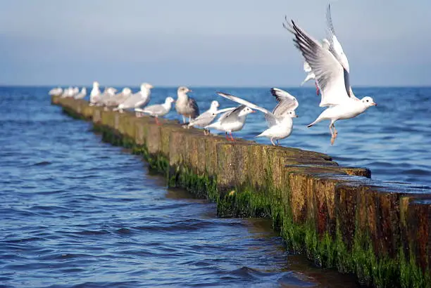 Photo of flock of seagulls
