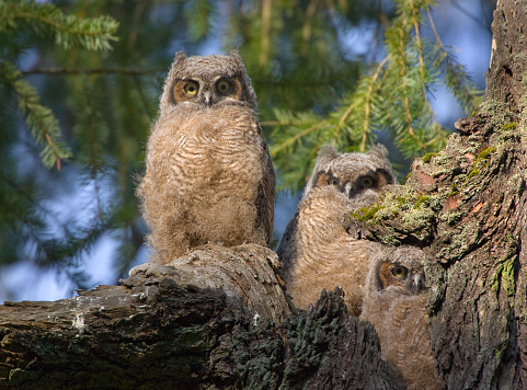 Three Baby Great Horned-Owlets roosting in a tree hollow. Victoria, British Columbia, Canada