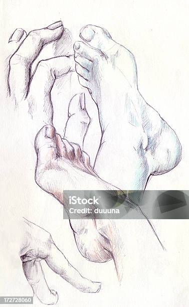 Real Zeichnung Hände Und Füße Stock Vektor Art und mehr Bilder von Anatomie - Anatomie, Biomedizinische Illustration, Federzeichnung