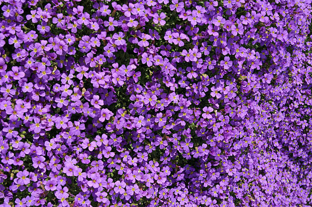 istock Bed of violet flowers - Aubrietia 172728069