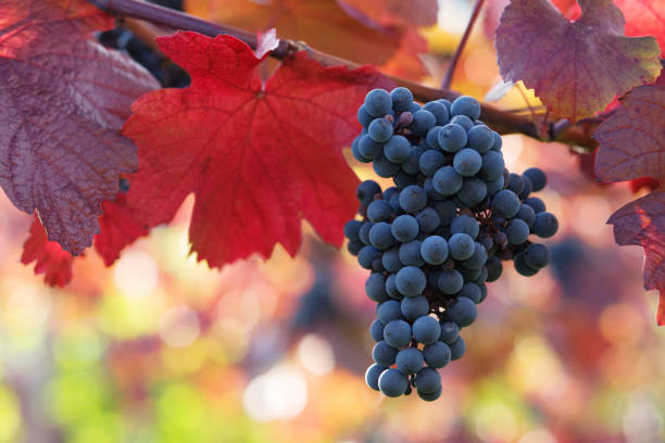 black grapes and colorful leaves stock photo
