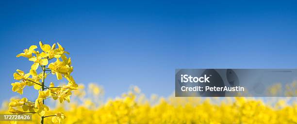 Oilseed Panoramic Stock Photo - Download Image Now - Canola, Oilseed Rape, Crop - Plant