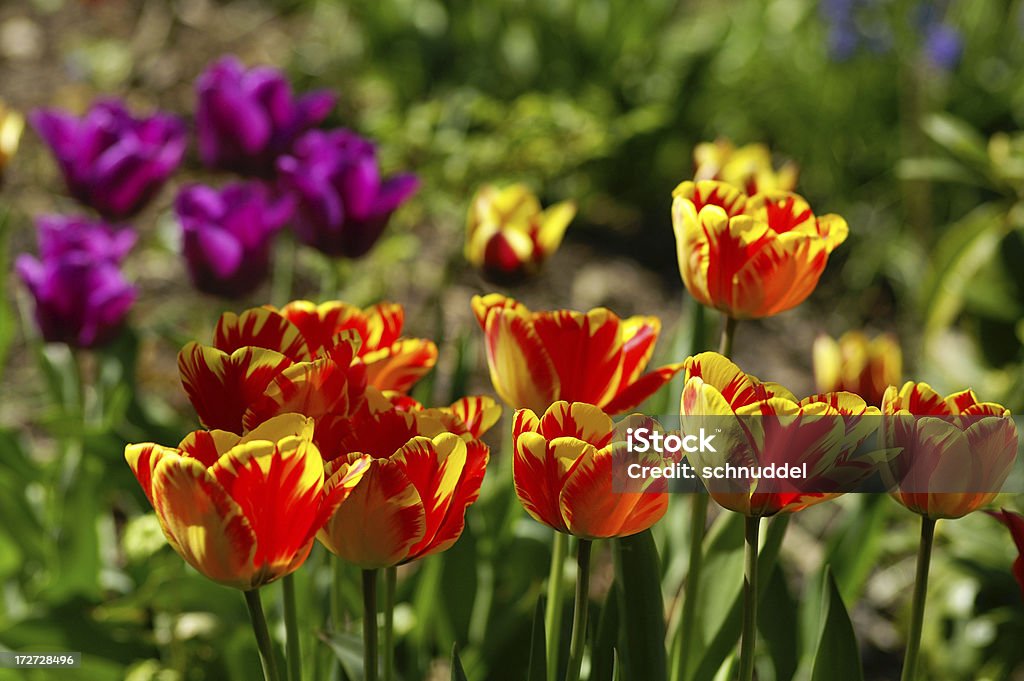 Tulipes colorées - Photo de Avril libre de droits