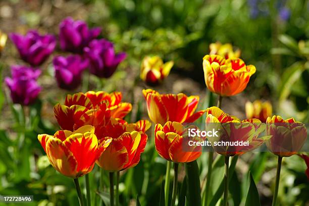 Photo libre de droit de Tulipes Colorées banque d'images et plus d'images libres de droit de Avril - Avril, Botanique, Capitule