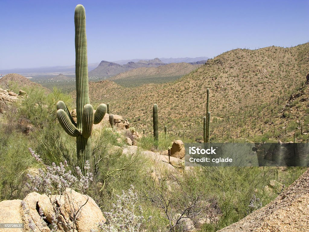 Spring Desert z widokiem na dolinę - Zbiór zdjęć royalty-free (Bez ludzi)