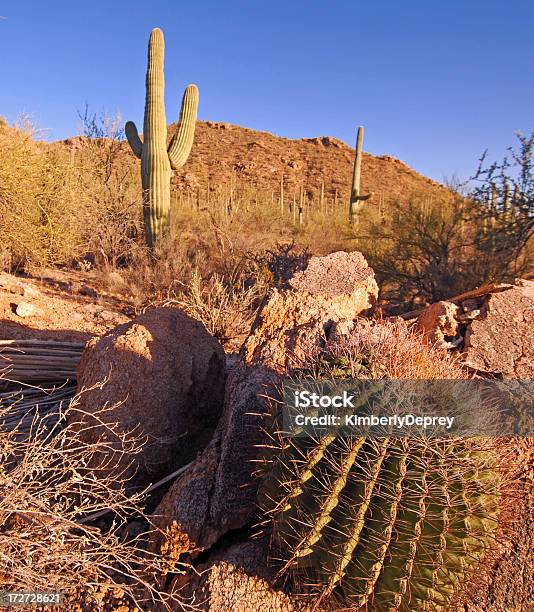 ソノラ砂漠 - アメリカ南西部のストックフォトや画像を多数ご用意 - アメリカ南西部, アメリカ合衆国, アリゾナ州