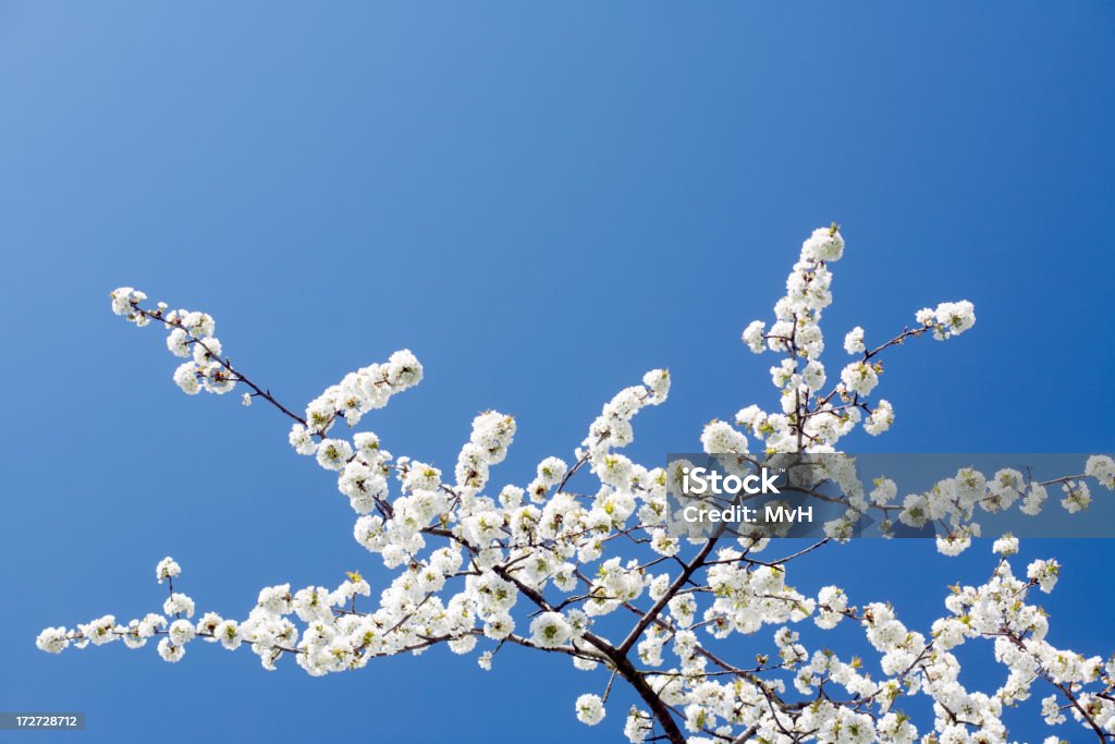 桜の花 - サクラの木のロイヤリティフリーストックフォト