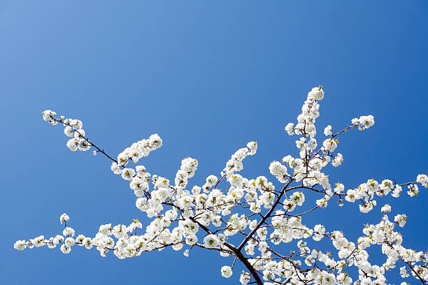 cherry blossom stock photo