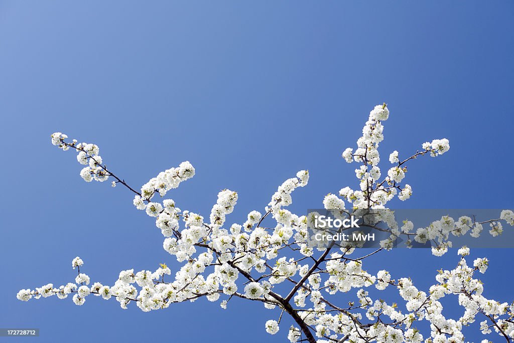 Flor de cerejeira - Royalty-free Azul Foto de stock