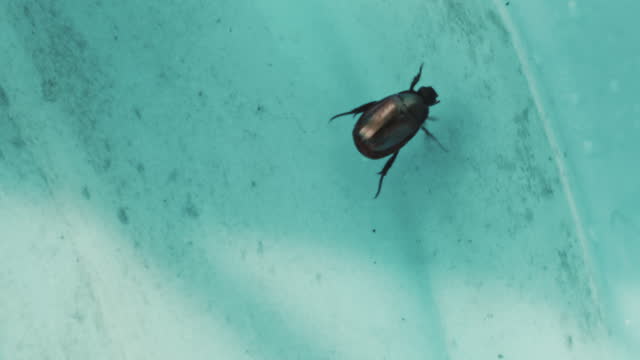 A dung beetle fall into the water