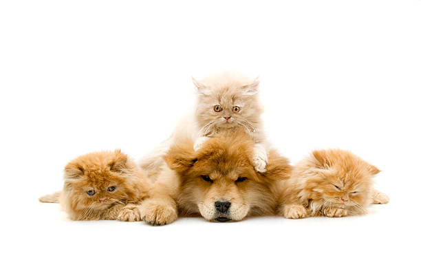quatre amis, - animal fur domestic cat persian cat photos et images de collection