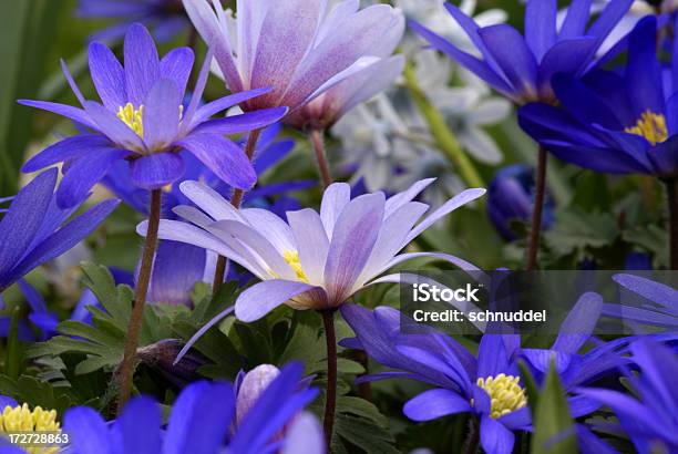 Viele Anemonen Stockfoto und mehr Bilder von Blau - Blau, Blume, Blumenbeet