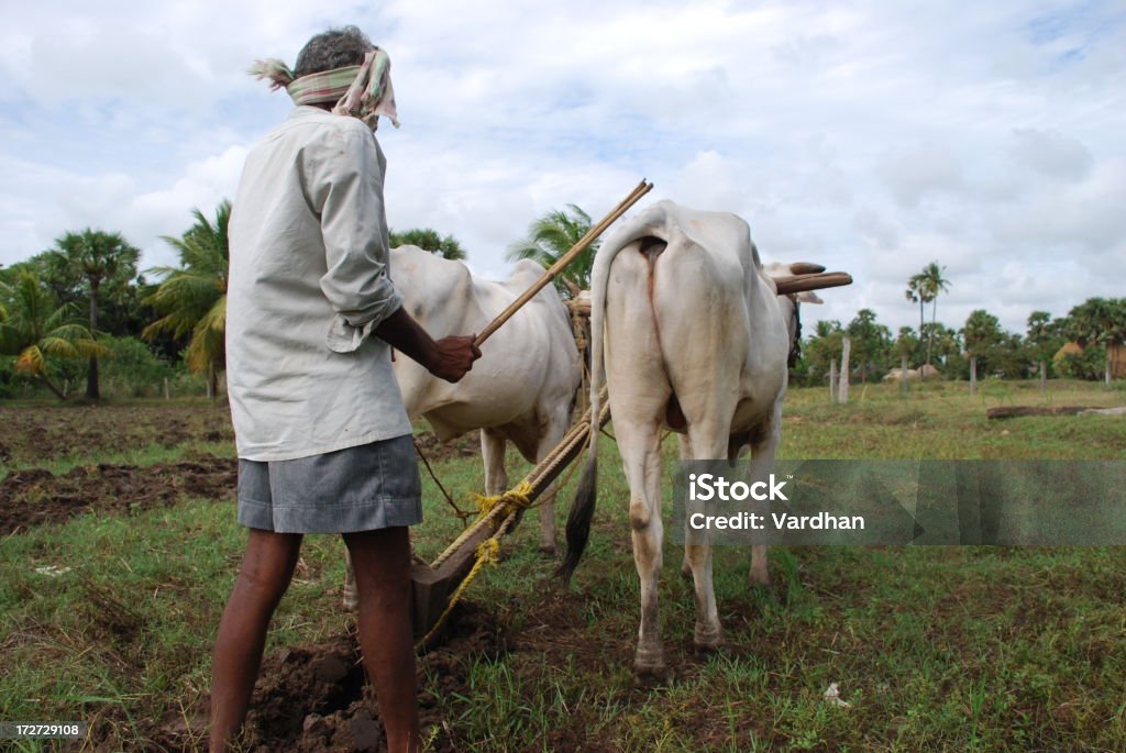 Agricultor - Foto de stock de Ganado salvaje libre de derechos