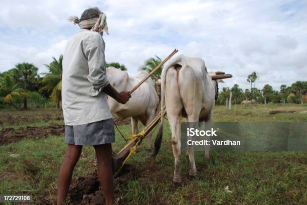 Farmer 멍에에 대한 스톡 사진 및 기타 이미지 - 멍에, 야생 소, 고용과 노동