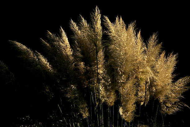 Reed grass Reed grass in the last sunlight of the day carex pluriflora stock pictures, royalty-free photos & images