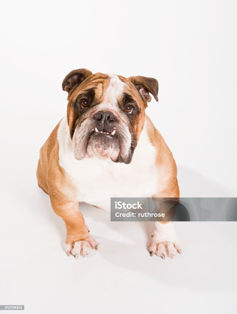 Betteln Bulldogge - Lizenzfrei Hund Stock-Foto