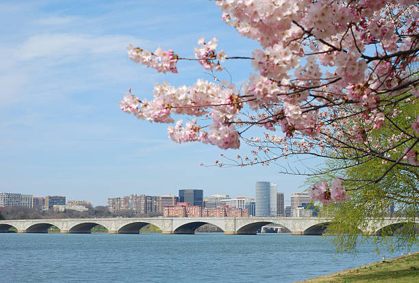 istock Cherry Blossom and Bridge on Potomac River, Washington DC 172729450